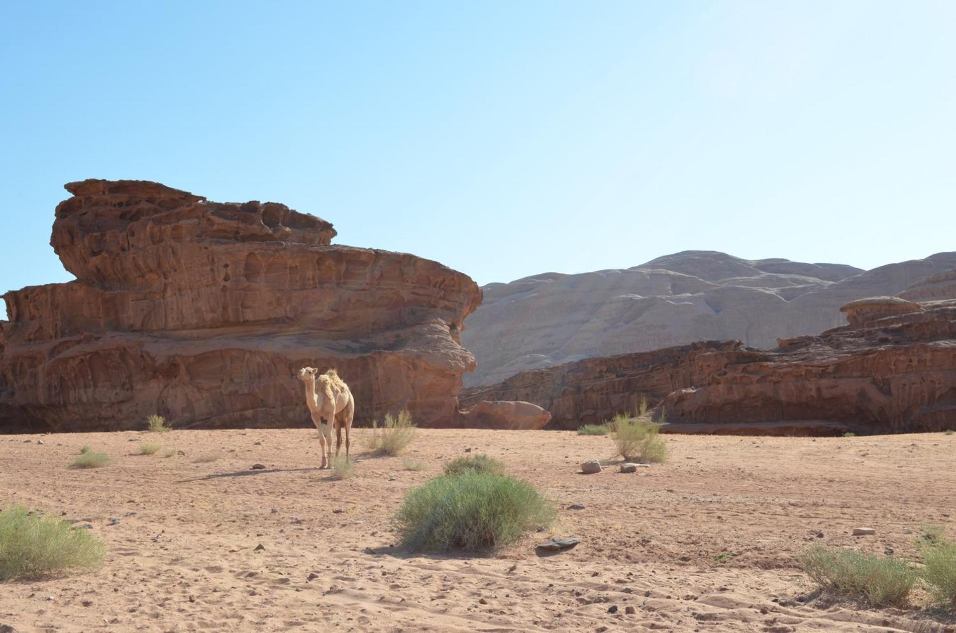 Готель Wadi Rum Caeser Camp Екстер'єр фото